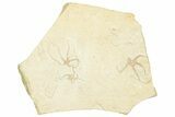 Jurassic Brittle Star Multiple Plate - Solnhofen #244343-1